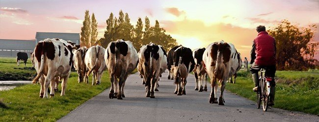 Mogelijke fiscale belemmeringen beëindigingsregelingen veehouderijlocaties 